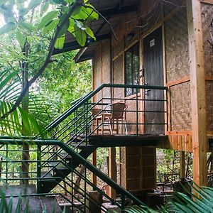 Tree Top Room